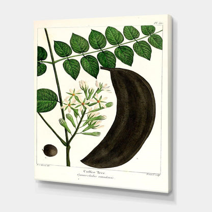 30"x40" Vintage Botanical Coffee Tree Gallery Wrap Canvas Wall Art Bessa Print